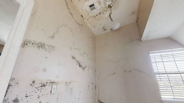 Trusted Fairforest, SC Mold Removal Experts