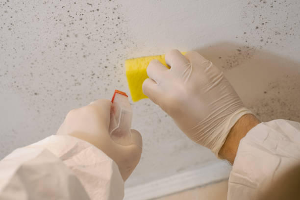 Best Black Mold Removal  in Fairforest, SC